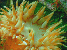 dive-patrol.com, a Prince Global website client
