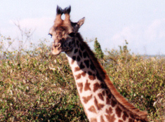 giraffe from fabuloustales.com, a website client